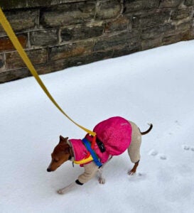 Gabe Dell’s Italian greyhound, Vinny. (Photo Courtesy of Dell)