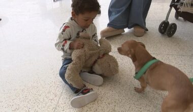 How a CBS Philadelphia story led to a Los Angeles dog and 3-year-old sharing a unique bond