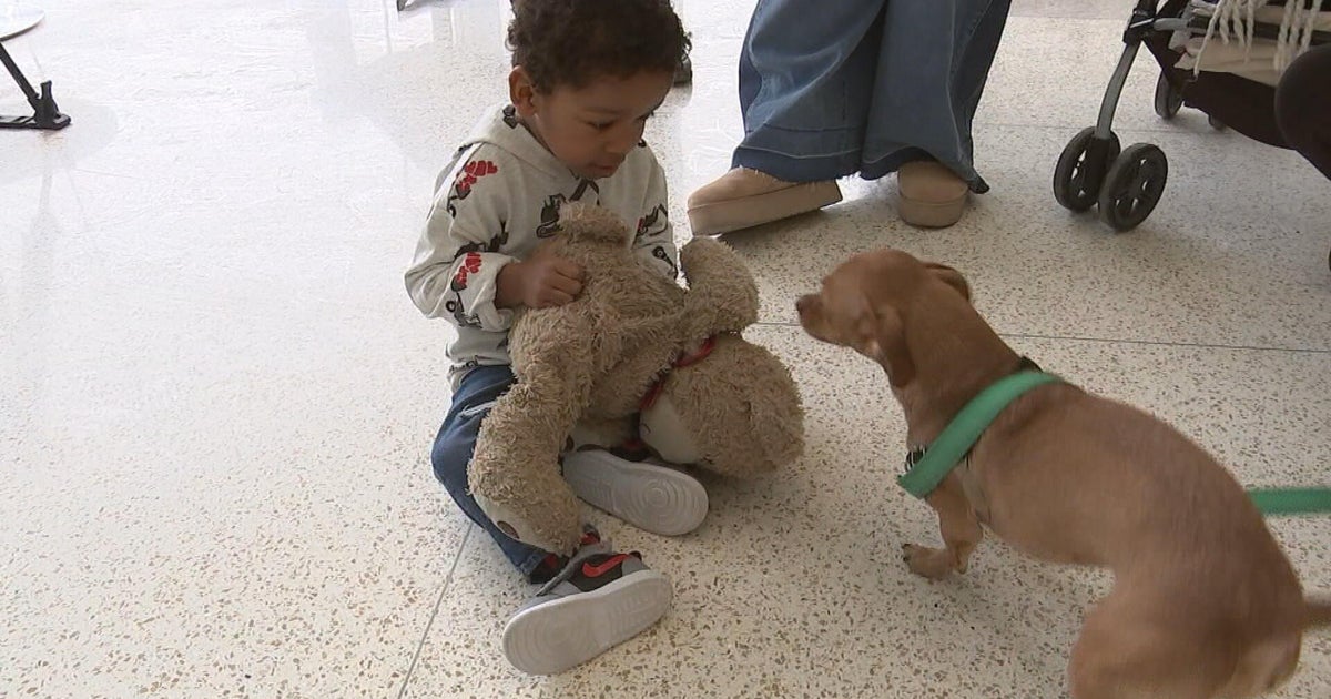 How a CBS Philadelphia story led to a Los Angeles dog and 3-year-old sharing a unique bond