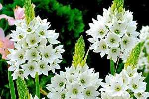 The Star of Bethlehem: A beautiful and meaningful cut flower