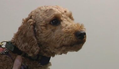 Allentown Animal Care opens new facility with expanded services for pets | Allentown Area