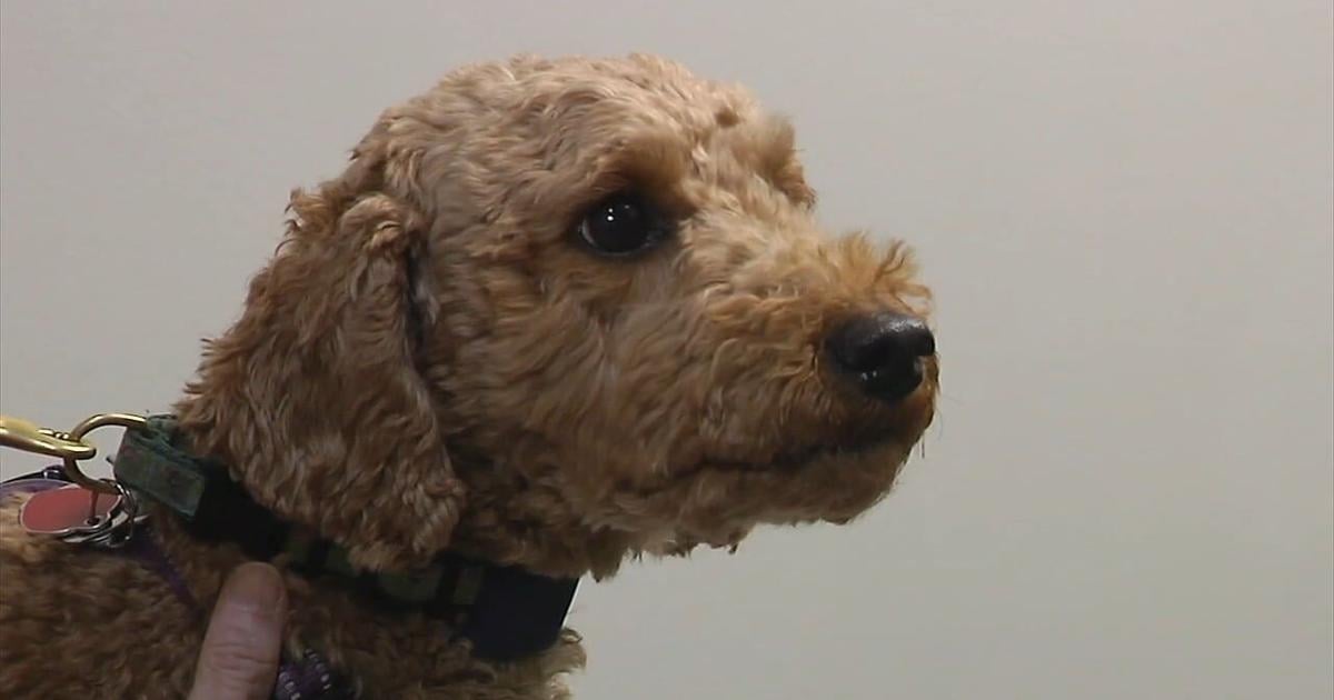 Allentown Animal Care opens new facility with expanded services for pets | Allentown Area