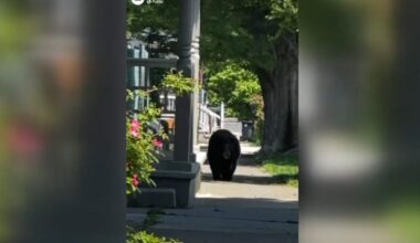 Bear passes through West Bethlehem | Bethlehem Area