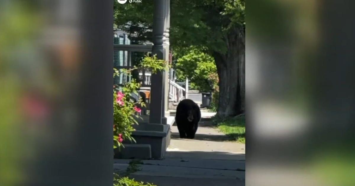 Bear passes through West Bethlehem | Bethlehem Area