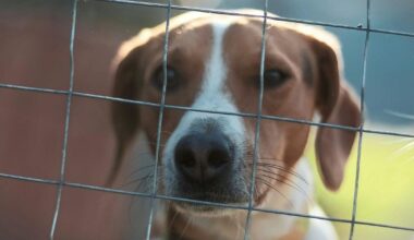 FIGHT Act targets animal cruelty, illegal gambling, trafficking | Pennsylvania