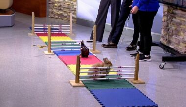 Bunny bonanza hops into WFMZ studios | 69News at Sunrise