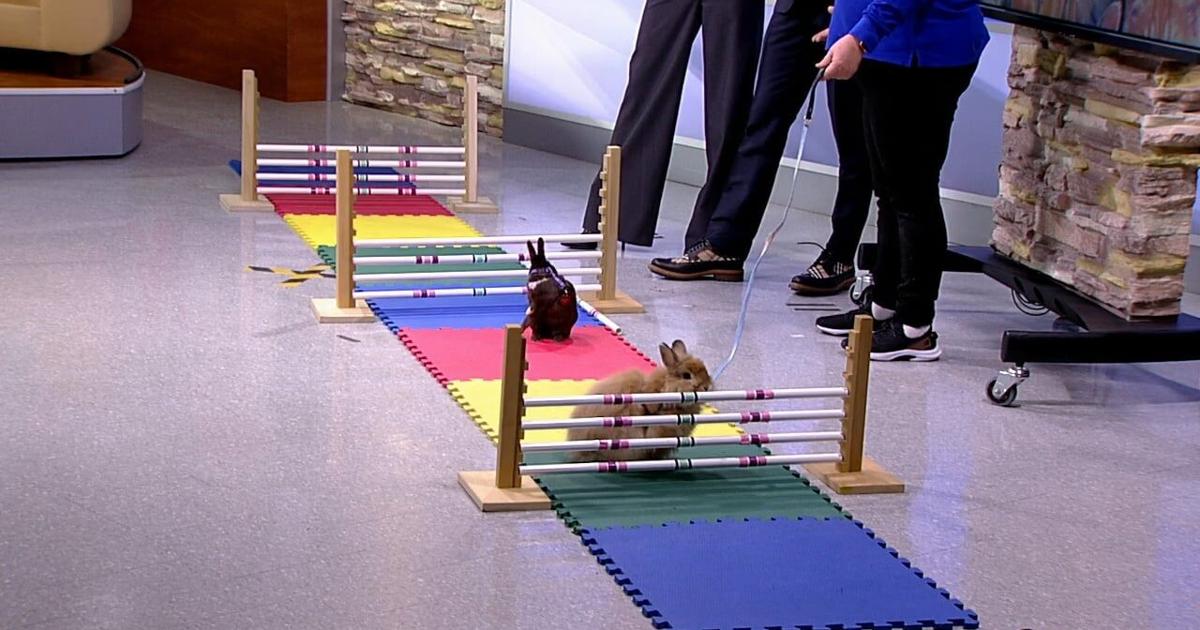 Bunny bonanza hops into WFMZ studios | 69News at Sunrise