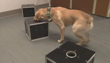Philadelphia researchers train dogs to detect 'silent killer' canine cancer | News