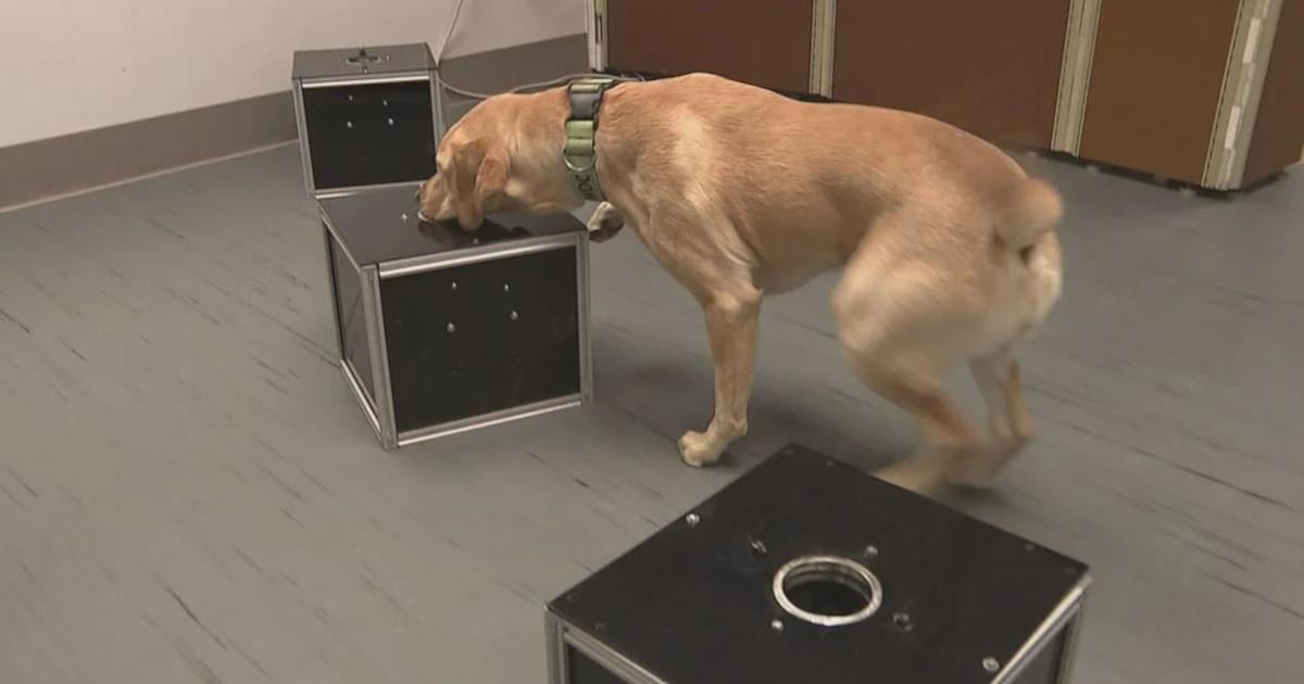 Philadelphia researchers train dogs to detect 'silent killer' canine cancer | News
