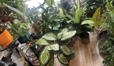 Plant shop shares ‘sad news’ of Lehigh County location’s upcoming permanent closure | Eat, Sip, Shop