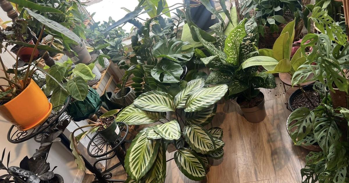 Plant shop shares ‘sad news’ of Lehigh County location’s upcoming permanent closure | Eat, Sip, Shop