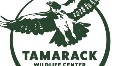 Tom Ridge Center to Screen Bald Eagle Rehabilitation Film | News