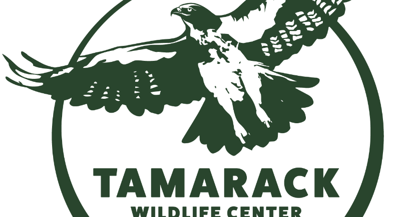 Tom Ridge Center to Screen Bald Eagle Rehabilitation Film | News