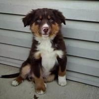 Dog Found Deceased in Dumpster with Gunshot Wound to Head | News