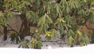 Experts warn frigid temperatures could damage your plants | Lehigh Valley Regional News