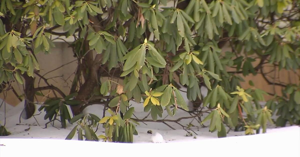 Experts warn frigid temperatures could damage your plants | Lehigh Valley Regional News