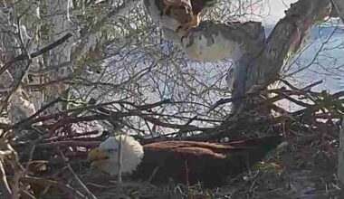 How to watch 2025 Pennsylvania live bald eagle nest cams | Local News