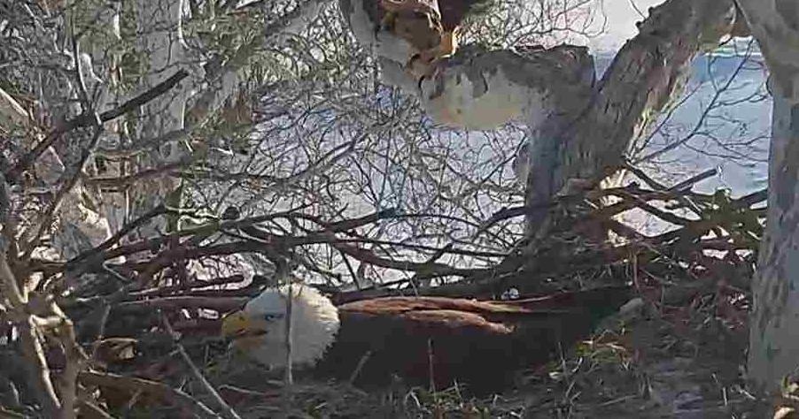 How to watch 2025 Pennsylvania live bald eagle nest cams | Local News