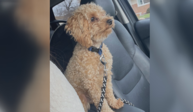 EXCLUSIVE: Coyote Attack in Millcreek Leaves Family Devastated | Local News