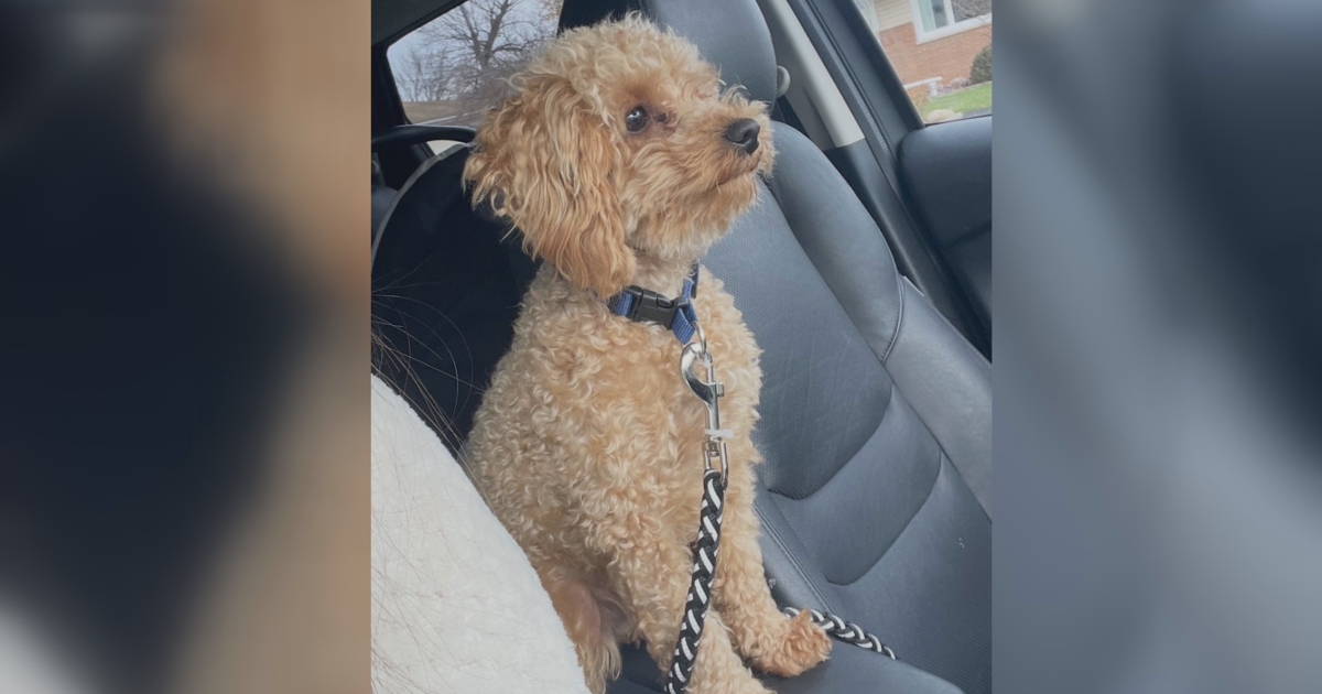 EXCLUSIVE: Coyote Attack in Millcreek Leaves Family Devastated | Local News