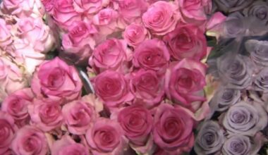 'This is like our Super Bowl': Lehigh Valley florists gear up for Valentine's Day rush | Allentown Area