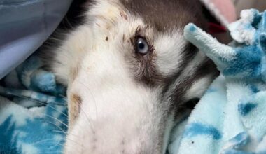 Case Against Couple Charged with Animal Cruelty Advances | Local News