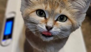 Wendy the Sand Cat has Passed Away | News