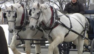 Reindeer, Donuts, and Rosé: Winter festivals warm up the Lehigh Valley | Lehigh County