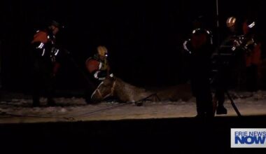 Horse Rescued from Edinboro Lake | News