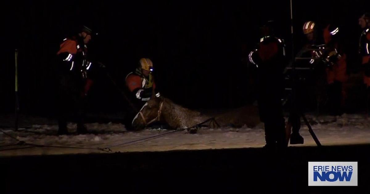 Horse Rescued from Edinboro Lake | News