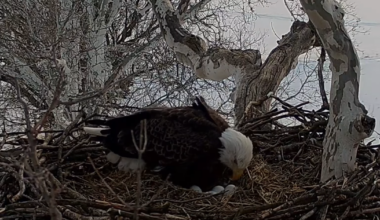 Pennsylvania's live bald eagle nest has 4 eggs; Here's how to watch | Local News