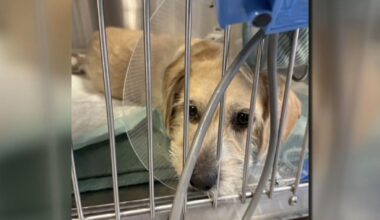 Dog rushed into surgery after swallowing treat stuffed with razor blade in Easton | Easton Area
