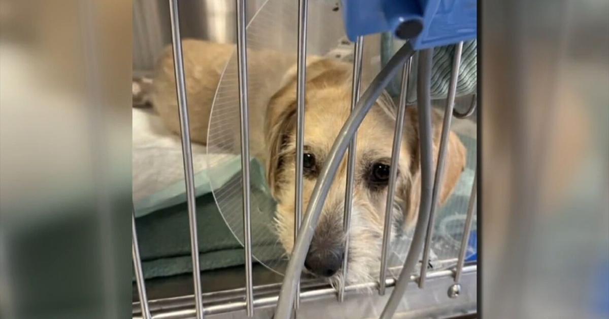 Dog rushed into surgery after swallowing treat stuffed with razor blade in Easton | Easton Area