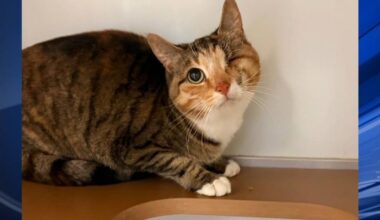 Furry Friends: Karla & Tinkerbelle | Berks Regional News