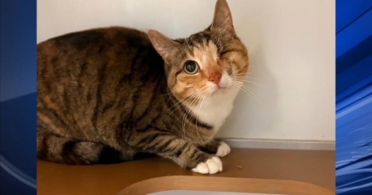 Furry Friends: Karla & Tinkerbelle | Berks Regional News