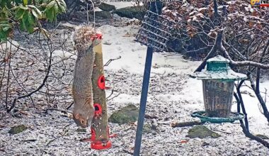 WATCH: Squirrel raids WFMZ birdfeeder as snow starts to fall | Weather