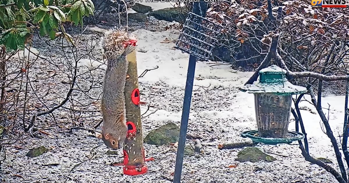 WATCH: Squirrel raids WFMZ birdfeeder as snow starts to fall | Weather