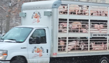 PETA Truck Make A Stop in Erie | Local News