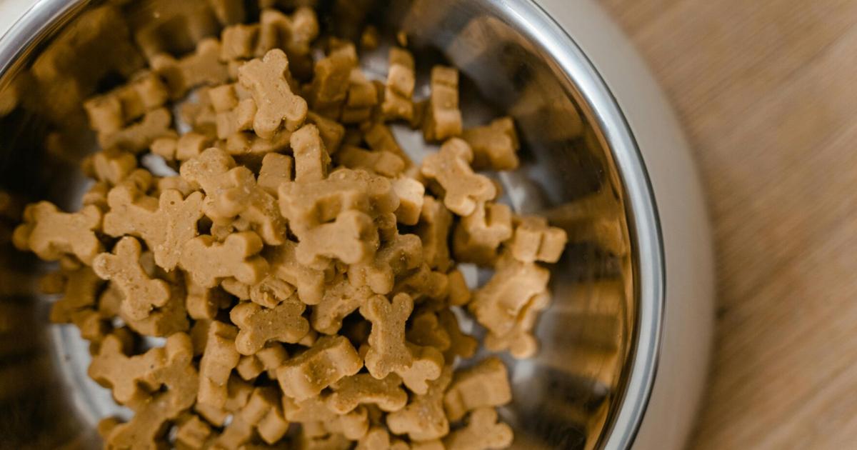 Erie City Mission and Avery’s Pawsitive Change Partnership | News