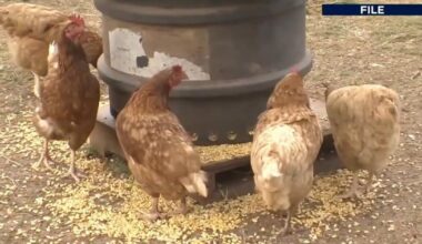 Gov. Shapiro meets with farmers as bird flu cases surge across Pennsylvania | Berks Regional News