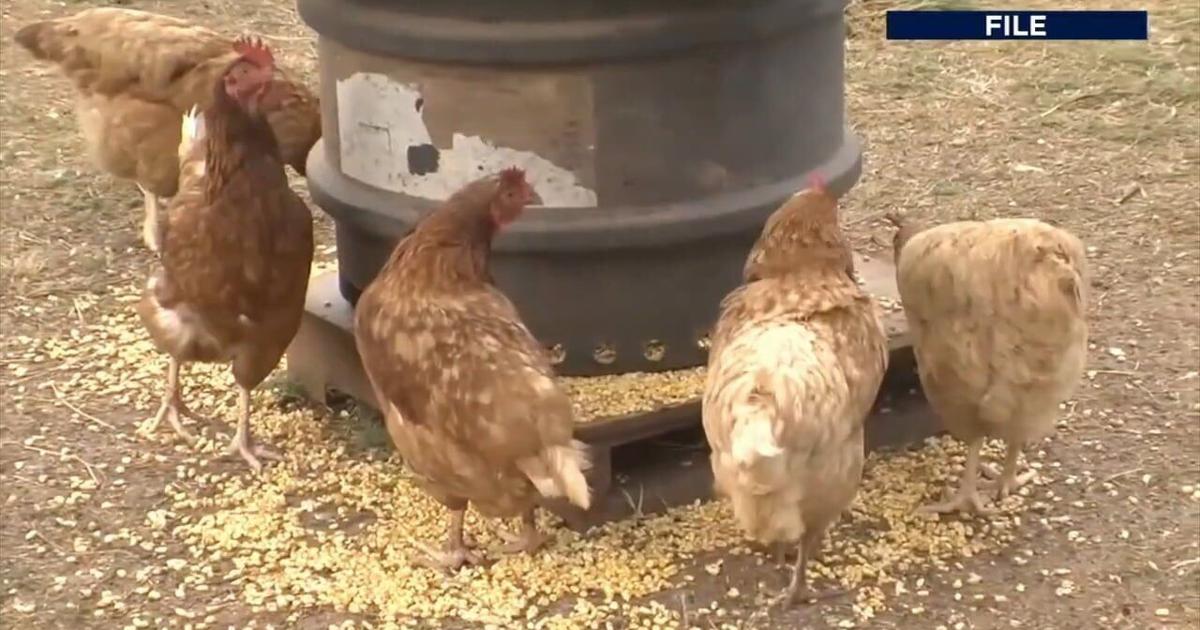 Gov. Shapiro meets with farmers as bird flu cases surge across Pennsylvania | Berks Regional News
