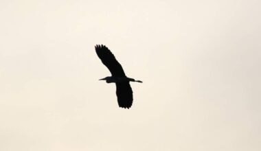 Pennsylvania Community Celebrates Thunderbird | Newsradio WTAM 1100