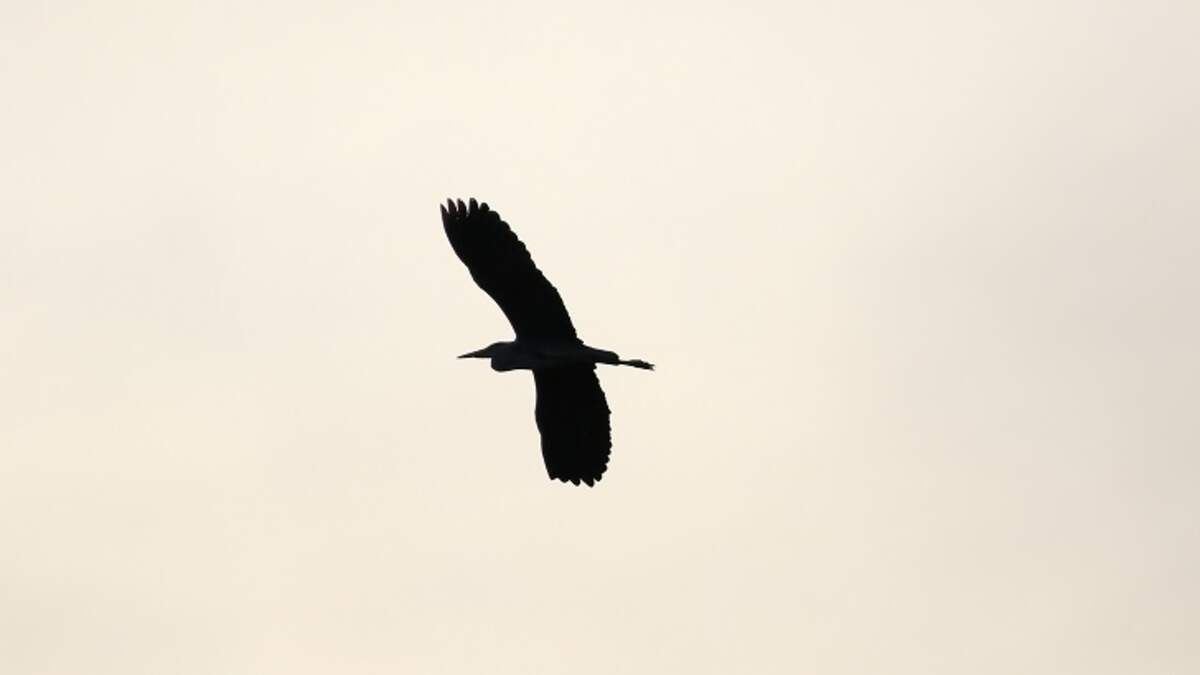 Pennsylvania Community Celebrates Thunderbird | Newsradio WTAM 1100