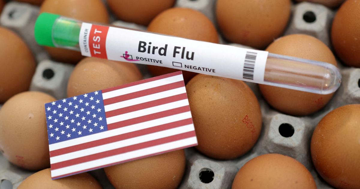 Bird flu devastates 7.4 million Pennsylvania chickens in a month | National