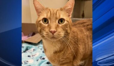 Furry Friends: Sadie & Sandy | Berks Regional News