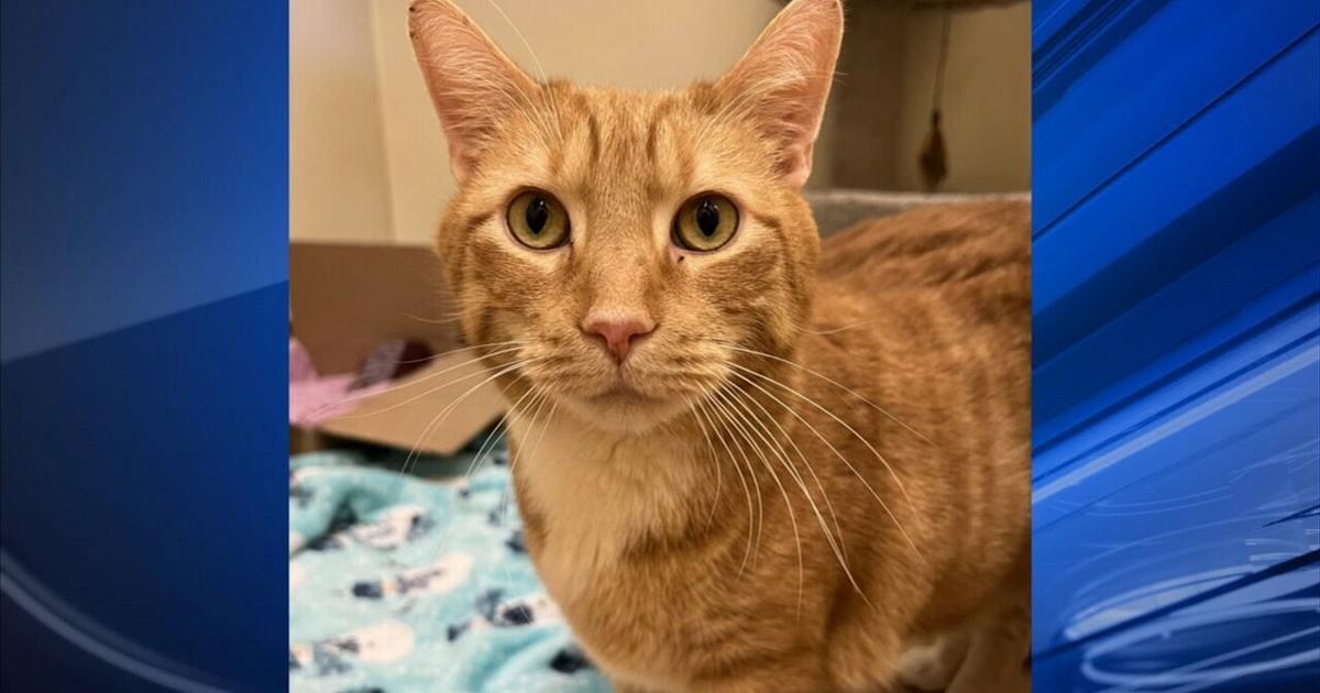 Furry Friends: Sadie & Sandy | Berks Regional News