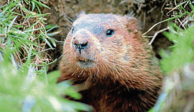 In brief: Happenings across the North Allegheny Journal area