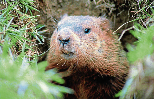 In brief: Happenings across the North Allegheny Journal area