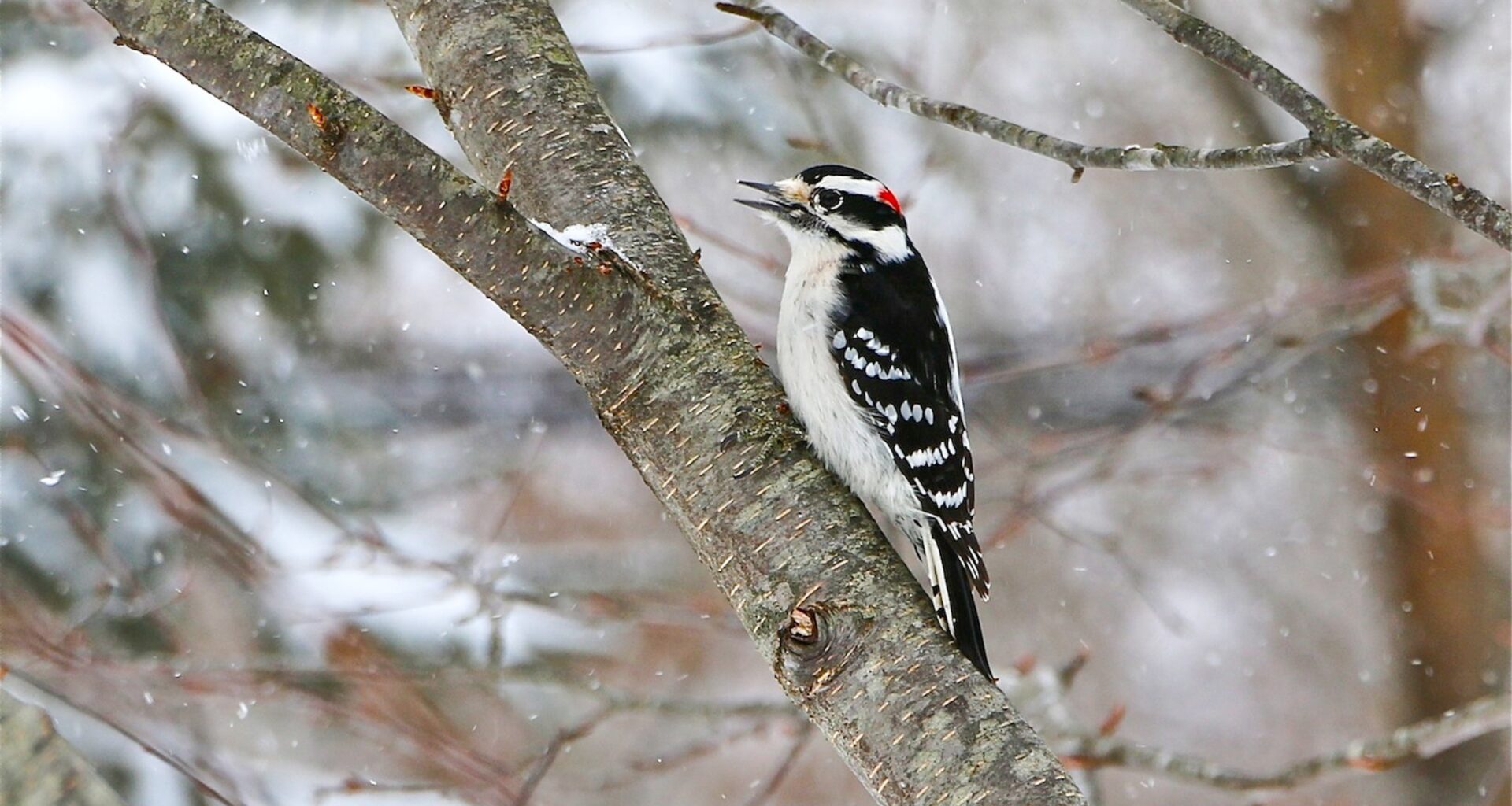 Philadelphians can join the Great Backyard Bird Count this weekend