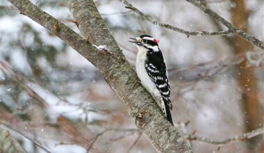 Philadelphians can join the Great Backyard Bird Count this weekend